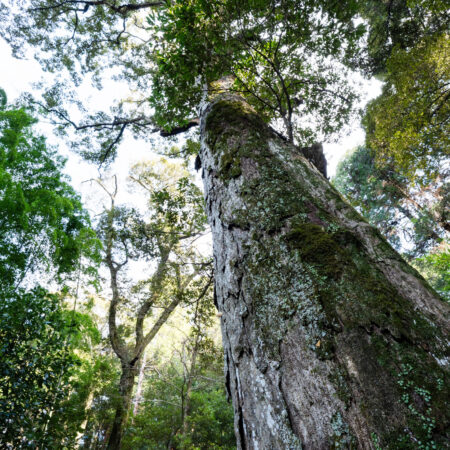3/28(土)森の案内人と行く！聖なる石上神宮社叢と早咲き桜の名所