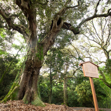 4/19(日)春日大社・新緑の杜へ － 森の案内人とめぐる神秘の巨木