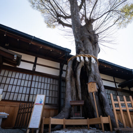 5/16(土) 聖なる三輪山の麓へ ― 森の案内人とめぐる祈りの巨木